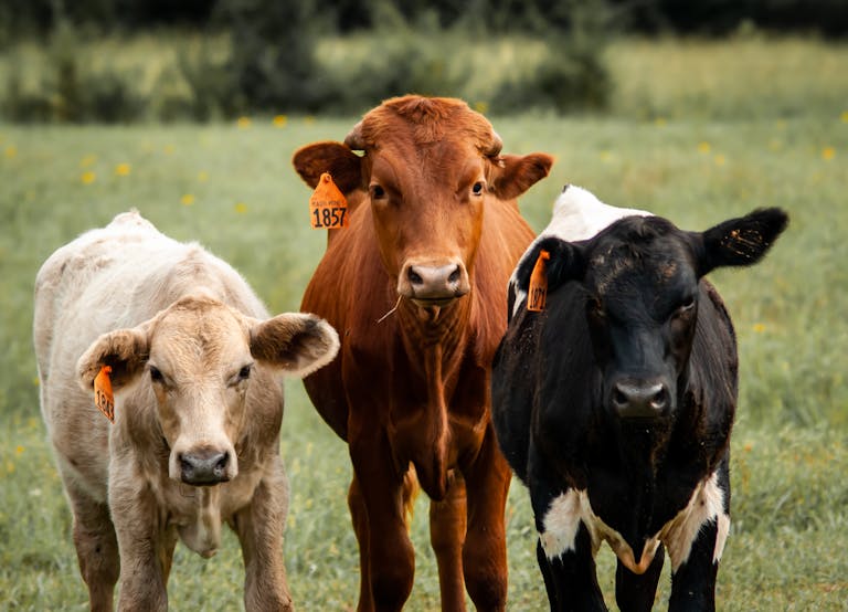 A trio of cows with ear tags standing in a lush green pasture on a sunny day.